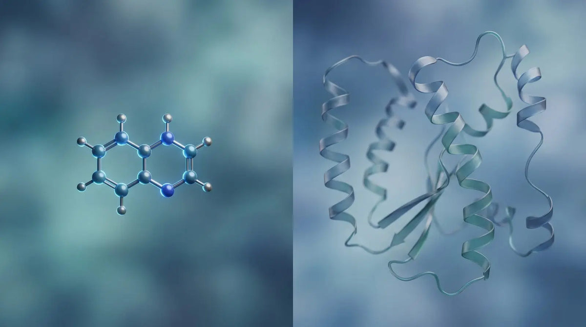 Side-by-side render of a compact small-molecule ring structure and a large folded protein ribbon, contrasting small-molecule NNMT inhibitor chemistry with peptide structure in a research context.