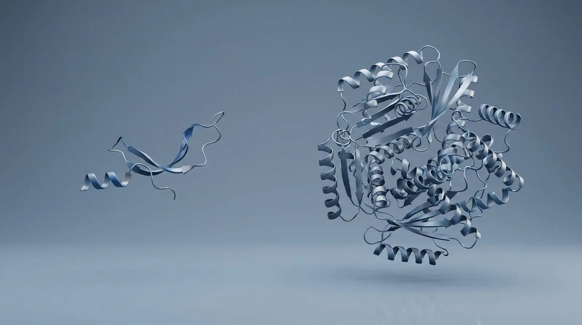 Abstract comparison of a small peptide fragment and a large folded protein representing AOD-9604 versus hGH.
