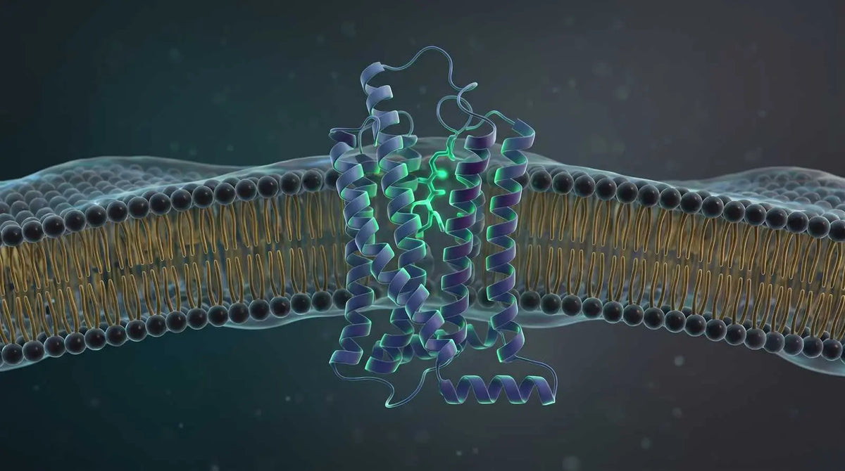 Abstract GPCR receptor in a membrane with a peptide ligand representing B7-33 at the RXFP1 receptor.