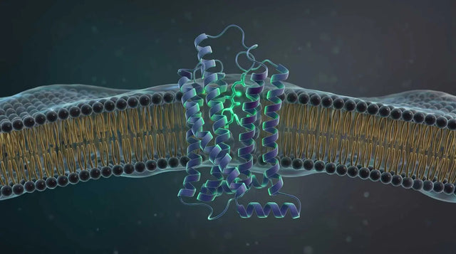 Abstract GPCR receptor in a membrane with a peptide ligand representing B7-33 at the RXFP1 receptor.
