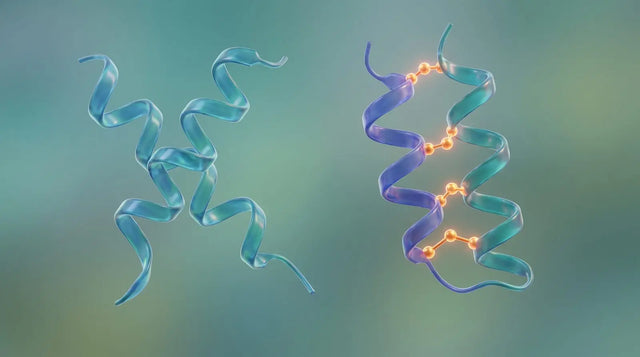 Abstract comparison of a single-chain peptide ribbon and a two-chain relaxin structure.