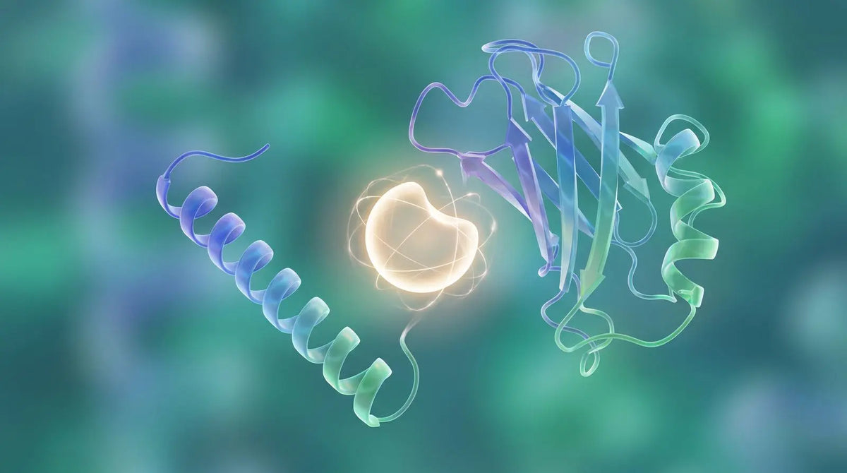 Abstract comparison of B7-33 and full-length relaxin engaging the same receptor.