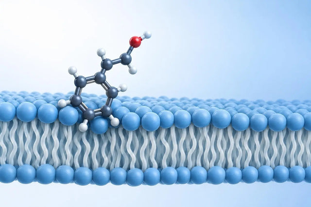 Benzyl alcohol molecule model partially inserted into a stylized lipid bilayer, illustrating the preservative mechanism in bacteriostatic water for in vitro research