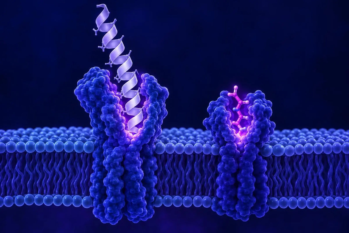 Two peptide ligands docking into two different receptor pockets on a cell membrane, representing a GHRH analog and a ghrelin mimetic studied together in vitro