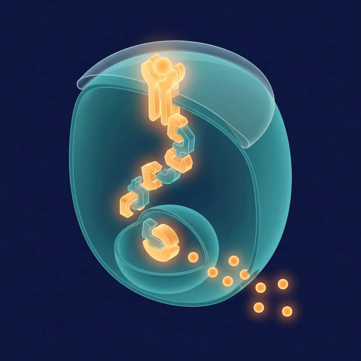 Isometric cell cross-section showing a membrane receptor, a downward signaling cascade, a transcription-factor complex entering the nucleus, and amber cytokine shapes being released, representing the NF-kB pathway