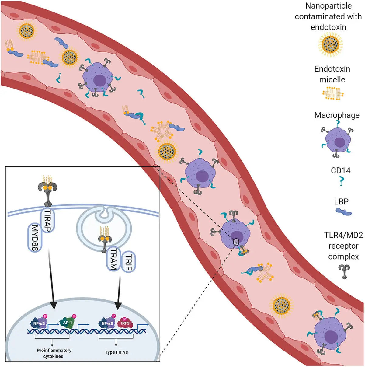 A Researcher's Guide to Endotoxins: Why They Matter for In Vitro Data Integrity