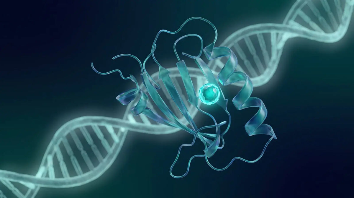 Abstract estrogen receptor with a ligand and reporter-gene motif representing binding assays.