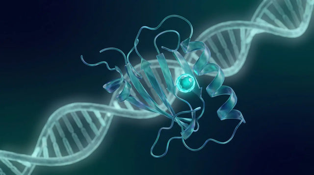 Abstract estrogen receptor with a ligand and reporter-gene motif representing binding assays.