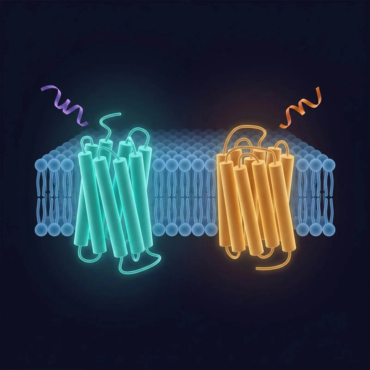 Isometric diagram of two distinct G-protein-coupled receptors, one teal and one amber, side by side in a membrane cross-section, representing the GHRH receptor and the GHS receptor