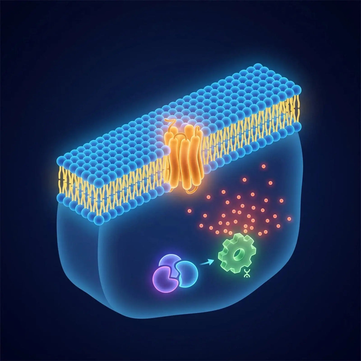 Isometric cell cross-section showing a membrane receptor and a downstream signaling cascade releasing glowing calcium-ion dots inside the cytoplasm, representing GHS-receptor signaling