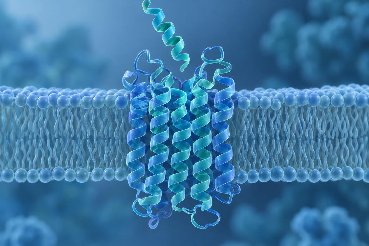 Clean 3D ribbon render of a peptide ligand approaching a G-protein-coupled receptor embedded in a cell membrane, representing GLP-1 receptor signaling studied in vitro