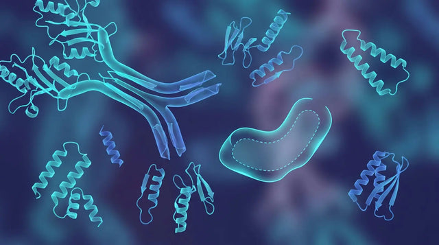 Branching proglucagon precursor splitting into differently shaped peptide fragments beside an empty dashed slot, illustrating that no GLP-3 incretin class exists.