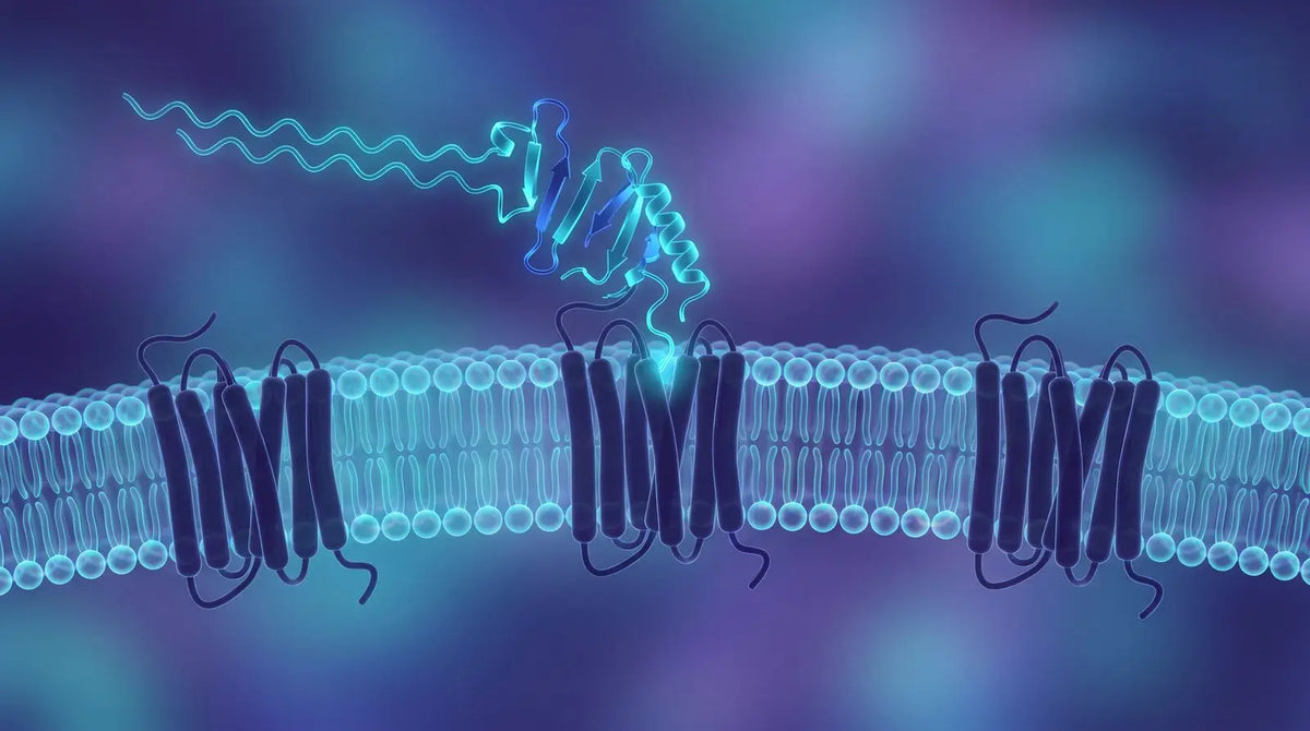 Indigo and cyan render of a lipidated peptide chain docking at three G-protein-coupled receptors in a cell membrane, representing multi-receptor agonist research.