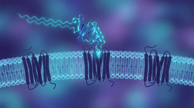 Indigo and cyan render of a lipidated peptide chain docking at three G-protein-coupled receptors in a cell membrane, representing multi-receptor agonist research.