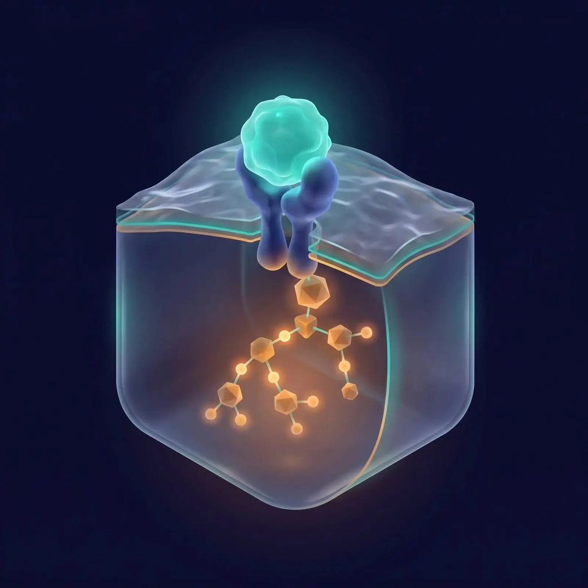 Isometric diagram of a glowing teal growth-factor protein binding a dimeric cell-surface receptor in a membrane with a downward branching amber signaling cascade, representing growth-factor receptor signaling
