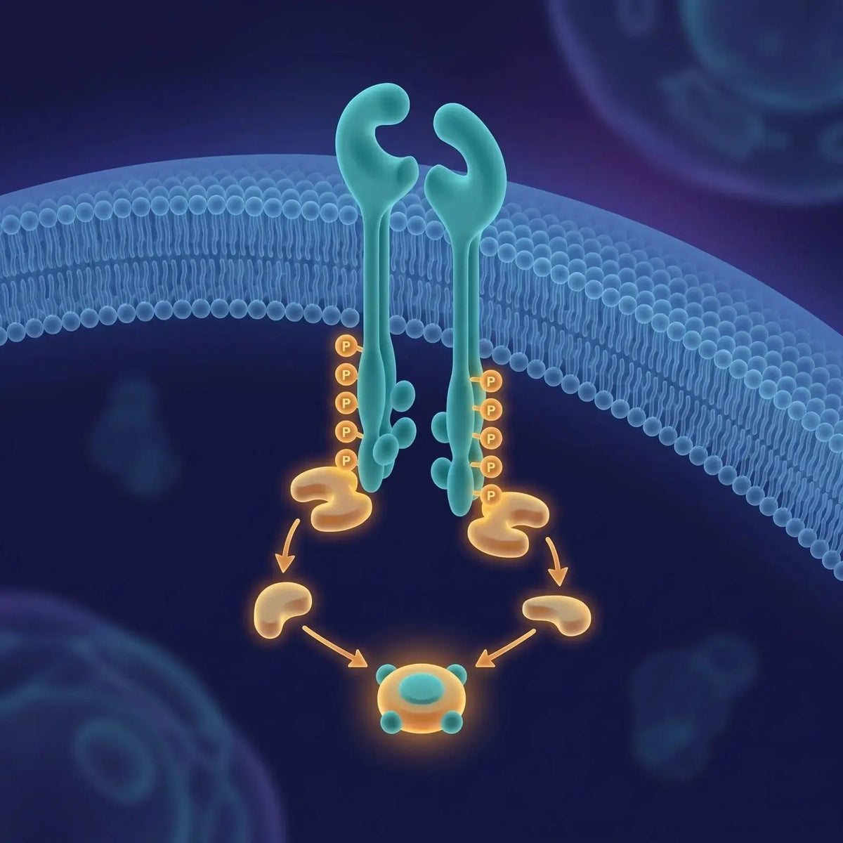 Isometric diagram of two paired receptor tyrosine kinases dimerizing in a membrane with phosphate marks on their intracellular tails and a branching cascade to a signaling hub, representing RTK and PI3K-Akt signaling