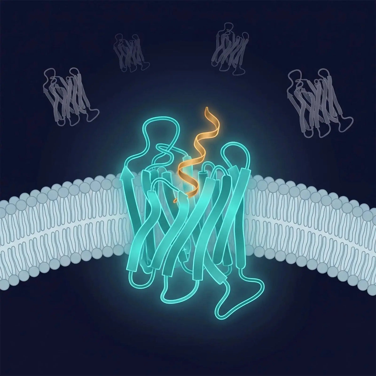 Isometric diagram of a peptide ribbon docking into one glowing receptor in a membrane while faint unengaged receptors remain in the background, representing receptor selectivity