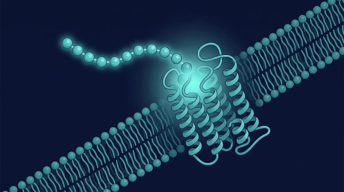Isometric diagram of a short teal ten-sphere peptide chain binding the extracellular pocket of a single seven-transmembrane receptor in a membrane, representing a GPR54-receptor research peptide
