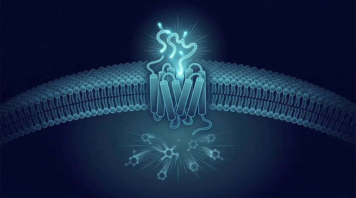 Isometric diagram of a glowing peptide ligand docking into a seven-transmembrane G-protein-coupled receptor in a membrane with a cyclic-AMP signaling burst inside the cell, representing receptor binding and signaling