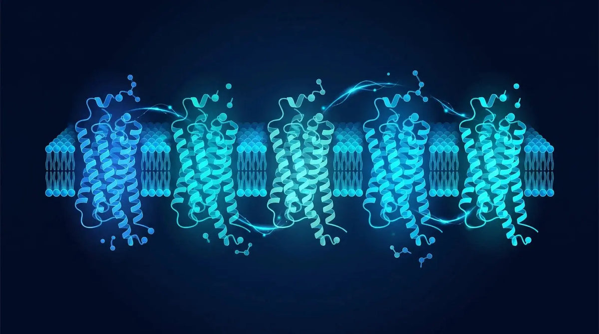 Isometric row of several related seven-transmembrane receptor structures in a membrane, each a slightly different shade of blue and teal, representing a family of receptor subtypes