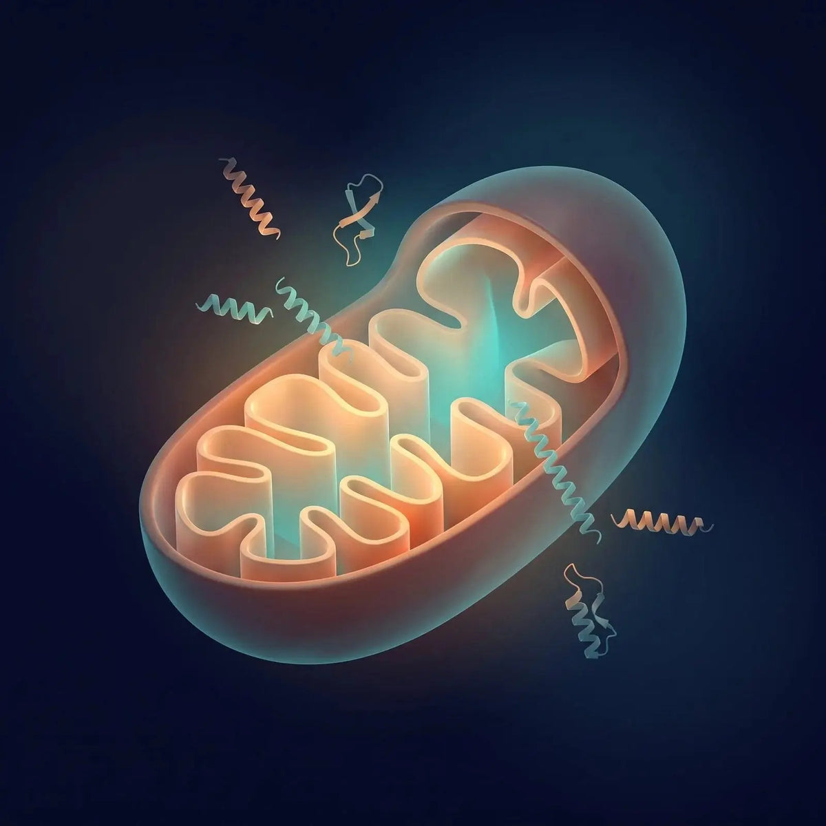 Isometric cross-section of a single mitochondrion showing folded inner-membrane cristae with an amber-and-teal energy glow, representing a mitochondria-targeting research context
