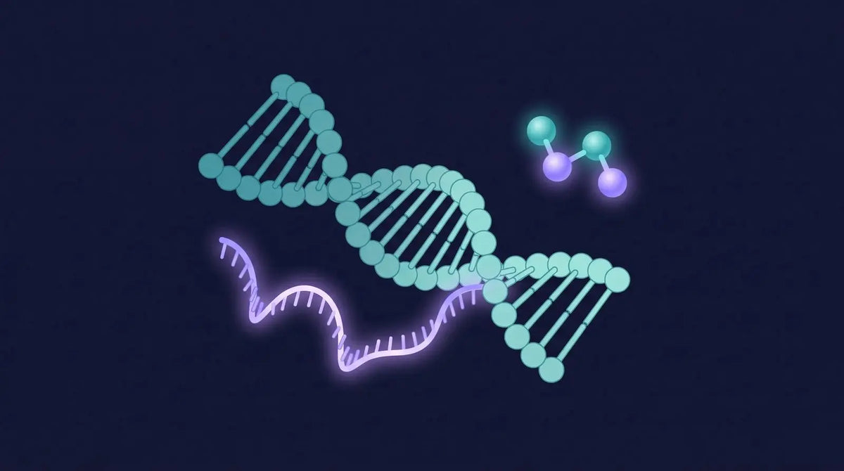 Isometric diagram of a small tripeptide molecule near a DNA double helix with a strand of messenger RNA curling away in violet, representing a tripeptide bioregulator and gene expression