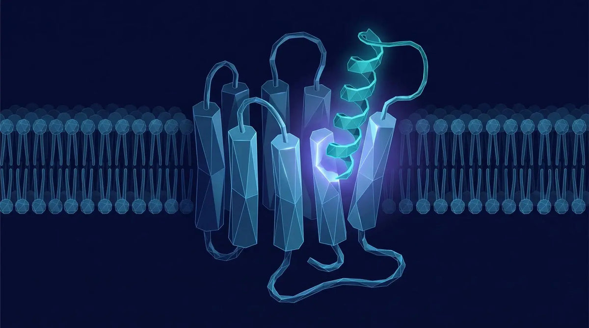 Isometric diagram of a teal peptide ribbon fitting into one highlighted pocket of a seven-transmembrane receptor with an indigo glow at the binding site, representing a melanocortin-receptor research peptide