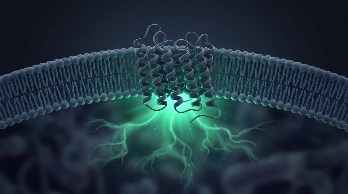 Abstract GPCR membrane receptor with a cAMP signaling glow representing RXFP1 activation.