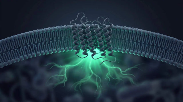 Abstract GPCR membrane receptor with a cAMP signaling glow representing RXFP1 activation.