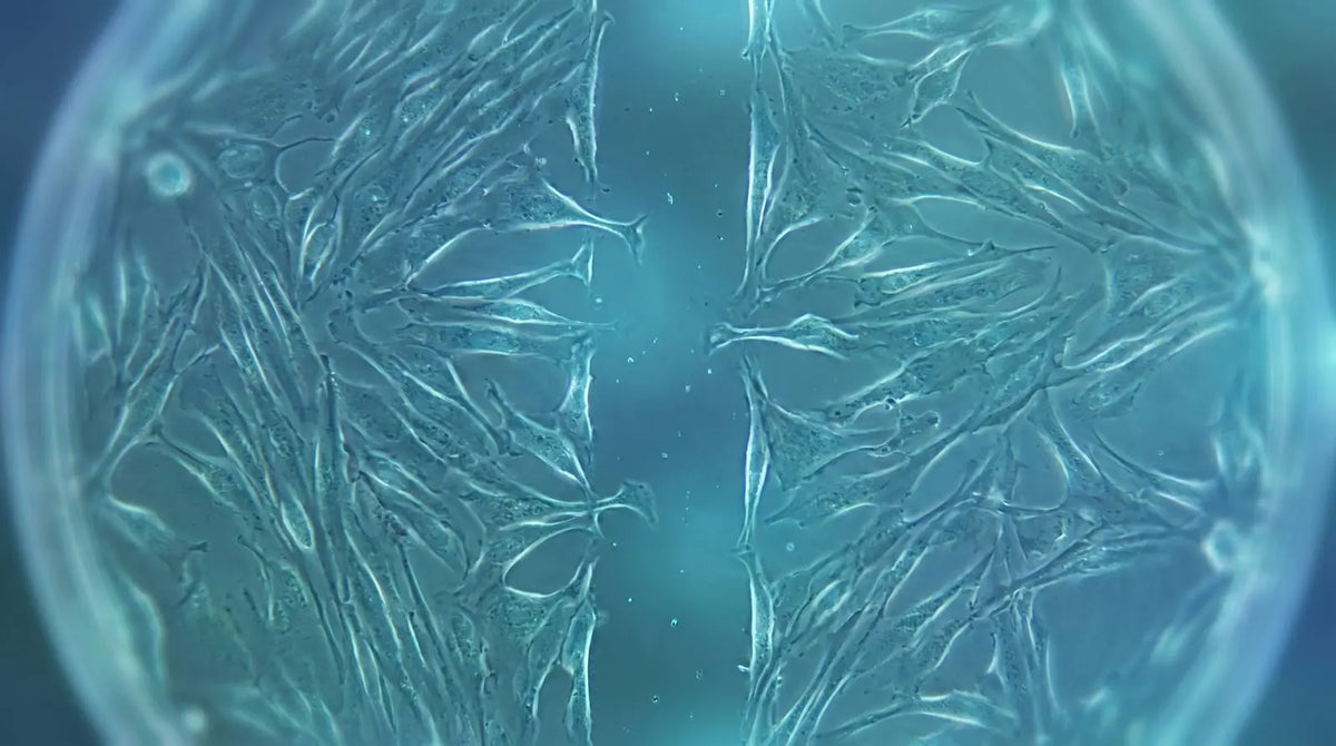 Teal microscopy-style render of a cell monolayer in a culture dish with a straight scratch gap and cells migrating inward, illustrating in vitro scratch assay cell migration methods.