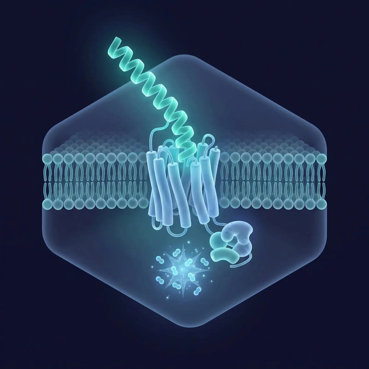 Isometric diagram of a glowing teal helical peptide ribbon docking into a G-protein-coupled receptor in a membrane with a cyclic-AMP burst inside the cell, representing a GHRH-analog reference compound