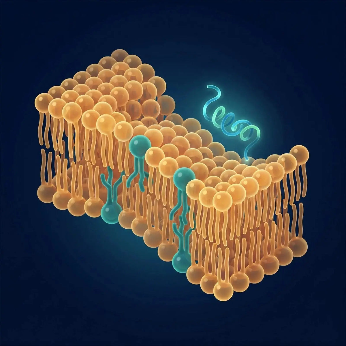 Isometric view of an inner mitochondrial membrane bilayer in amber with four-tailed cardiolipin molecules highlighted in teal and a peptide ribbon associating with the surface