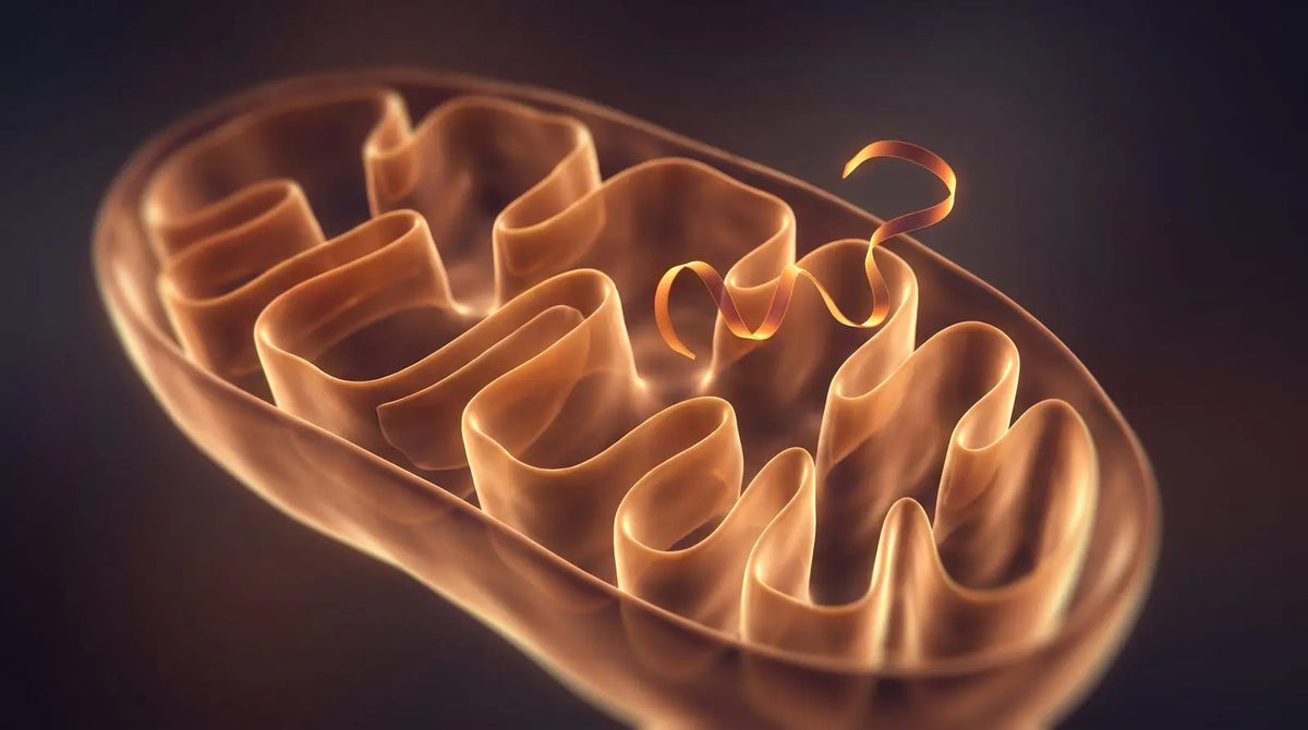 Warm amber render of a mitochondrion cross-section with inner cristae folds and a short glowing peptide ribbon, representing mitochondria-directed peptide naming and identity research.