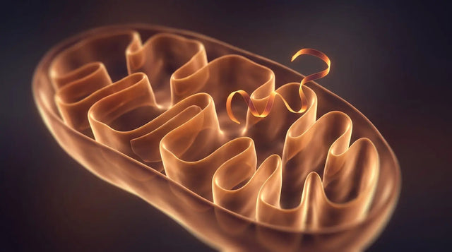 Warm amber render of a mitochondrion cross-section with inner cristae folds and a short glowing peptide ribbon, representing mitochondria-directed peptide naming and identity research.