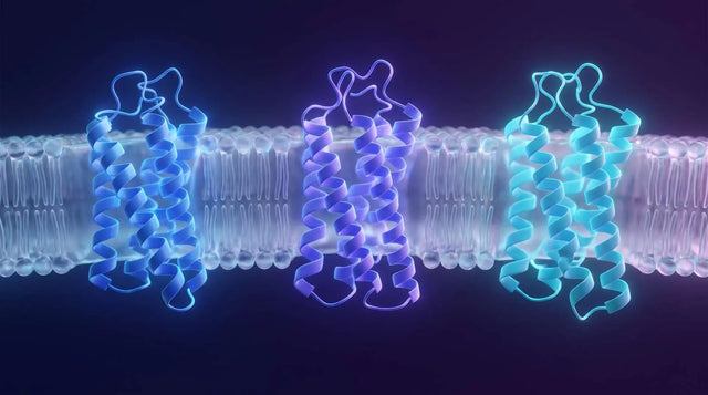 Three abstract membrane transporter proteins side by side representing DAT, NET and SERT.