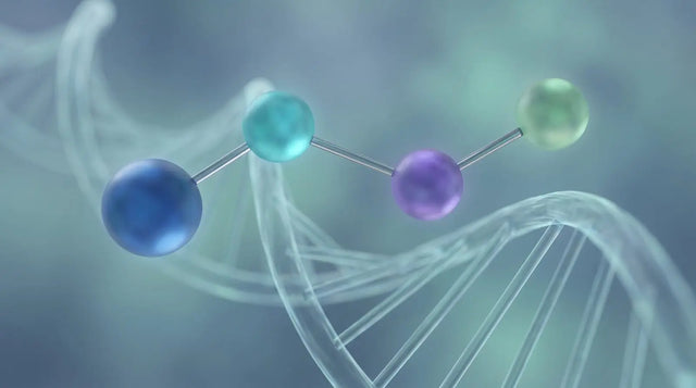 Four colored amino-acid spheres linked in sequence over a soft-focus double helix, representing short-peptide sequence identity in in vitro research.